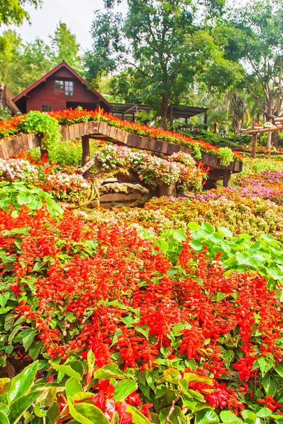 Colorful tropical flowers are in bloom in botanical garden, picturesque flowers garden in summertime. Mae Fah Luang Garden, Chiang Rai, Thailand. Selective focus. Public garden. - Photo, Image