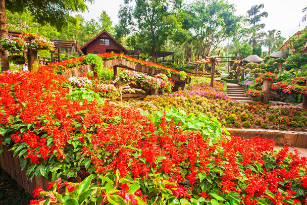 Colorful tropical flowers are in bloom in botanical garden, picturesque flowers garden in summertime. Mae Fah Luang Garden, Chiang Rai, Thailand. Selective focus. Public garden. - Photo, Image