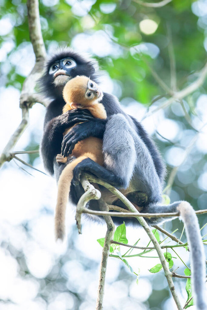 Молодий Даскі Ліф Мавпа з любов'ю сидить на руках у матерів у гілках дерев, милий новонароджений Даскі Ліф мавпа оранжевого кольору. Му Кох Енґ Тхонг, Таїланд. - Фото, зображення