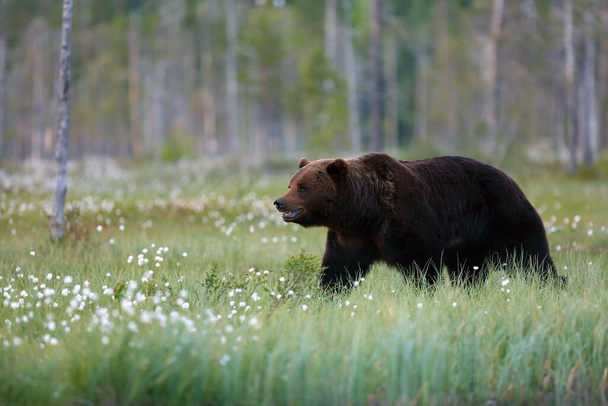 L'orso bruno (Ursus arctos) femmina che cammina nella foresta contro la luce. Grande orso maschio nella taiga finlandese
. - Foto, immagini