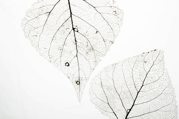 Macro-cliché du squelette veineux des feuilles. Texture abstraite fond
. - Photo, image