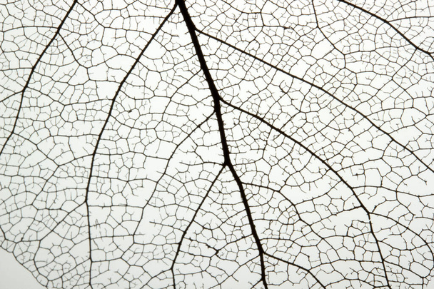 Macro-cliché du squelette veineux des feuilles. Texture abstraite fond
. - Photo, image