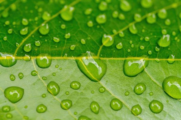 macro gouttes d'eau sur feuille de plante verte pour fond naturel, fond d'écran ou utilisation de toile de fond, Madagascar nature
 - Photo, image