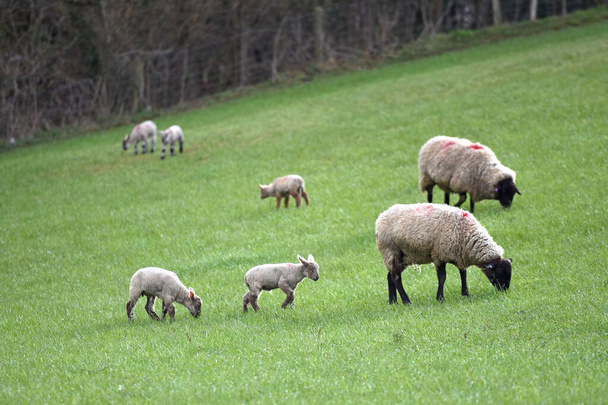agnelli e pecore in un campo inglese in primavera
 - Foto, immagini