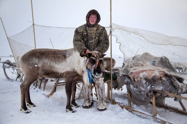  Ekstremalna północ, Yamal, renifer w Tundrze, asystent hodowcy reniferów, mężczyźni w narodowych ciuchach - Zdjęcie, obraz