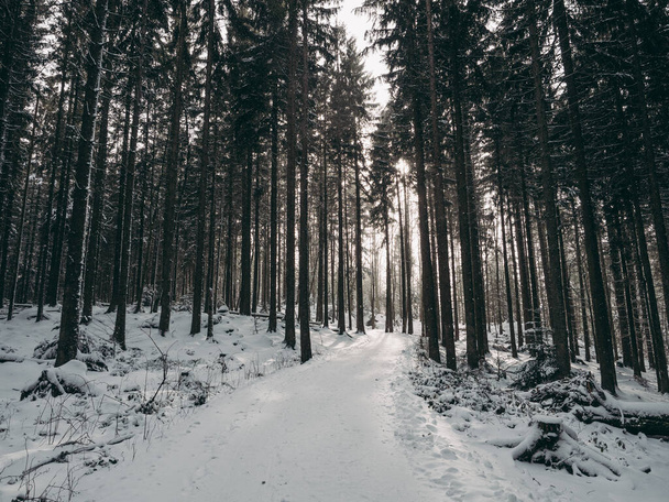Winter forest landscape with snow - Foto, afbeelding