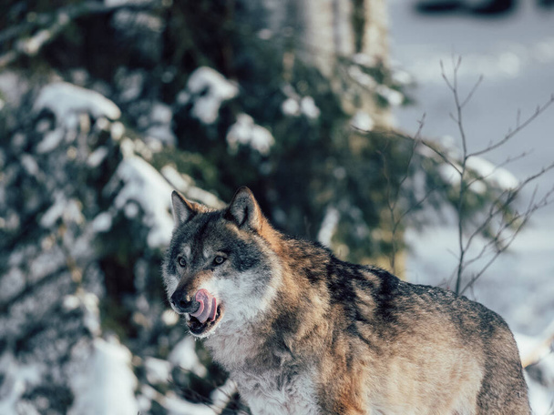 Wolf in winter forest. Wildlife at winter. - Foto, imagen