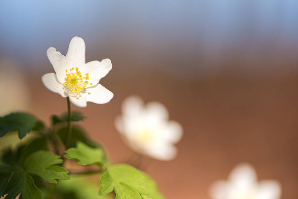 Branco Anemone nemorosa flor na manhã macia na frente de fundo borrado
 - Foto, Imagem