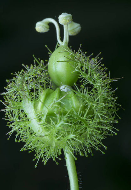 крупний знімок рослини дикої білофлори
 - Фото, зображення
