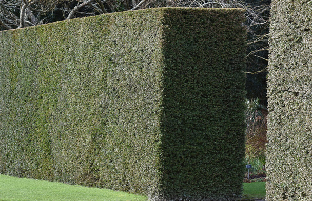 EDITORIAL - ROSEMOOR / NORTH DEVON / INGLATERRA 1 MARZO 2020 Un seto perfecto en Rosemoor, un jardín de campo inglés, en North Devon, Inglaterra
. - Foto, imagen