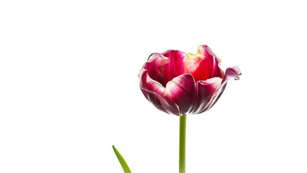 Красный цветок тюльпана выделен на белом фоне. Идеально подходит для поздравительных открыток
 - Фото, изображение