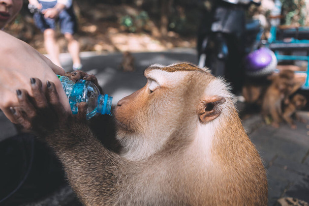 Portrait of monkey. Close-up monkey have a rest. Fooling around. Drinking a water from the bottle. Thailand - Foto, Bild