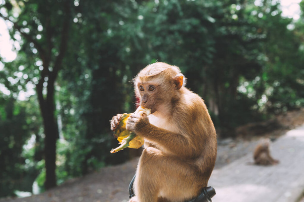 Portrait de singe. Gros plan singe se reposer. On s'amuse. Manger des bananes. Thaïlande
 - Photo, image