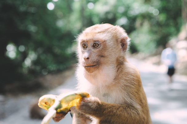Maymun portresi. Maymun biraz dinlensin. Oyalanmak. Muz yiyor. Tayland - Fotoğraf, Görsel