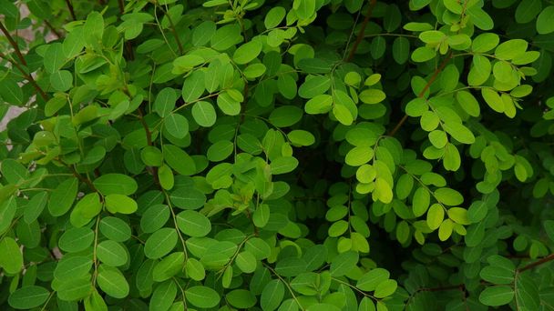 Green Leaves for background - Foto, Imagen