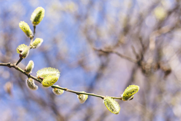 Beautiful willow branch in sunlight on a blue sky background. Pussy willow flowers. Spring background. Copy space. - Photo, Image