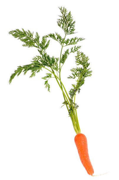 Zanahoria con sus tapas se cierran sobre un fondo blanco
 - Foto, imagen