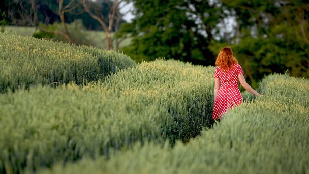Rudowłosa dziewczyna w czerwonych kropkach sukienka przechodzi przez pole pszenicy i pieści pszenicę - Zdjęcie, obraz