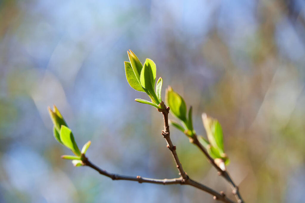 木々の上に咲く若い葉明るい春の風景美しい背景 - 写真・画像