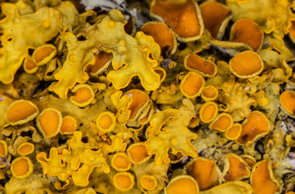 lichene di tazza giallo su ramo - Foto, immagini