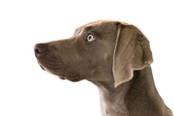 Портрет мисливської собаки Weimaraner порода ізольована на білому тлі. Закрити
. - Фото, зображення