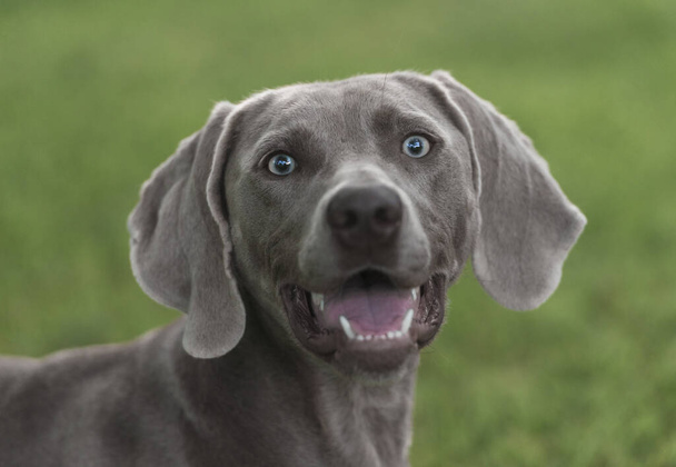 Портрет Веймаранера породы охотничьей собаки на зеленом размытом фоне. Close
. - Фото, изображение