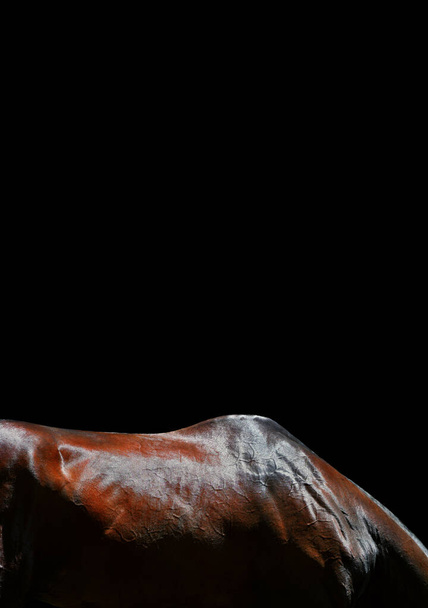 Bay Akhal Teke paard rug en nek geïsoleerd op zwarte achtergrond. Dieren lichaamsdeel close-up.  - Foto, afbeelding
