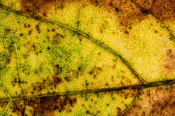 farbenfrohe Blätter des Herbst-Ahorns stark vergrößert - Foto, Bild