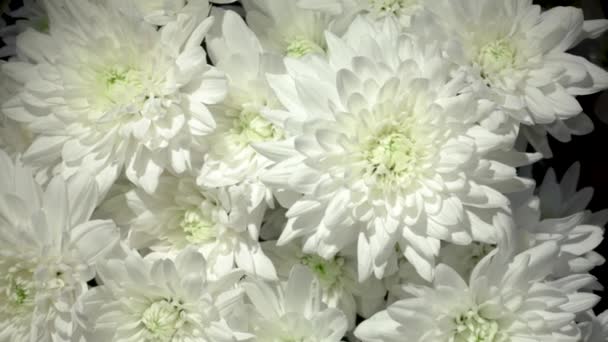 Prachtig chrysant boeket. Video met tuinbloemen. Horizontale bloemen beeldmateriaal - Video