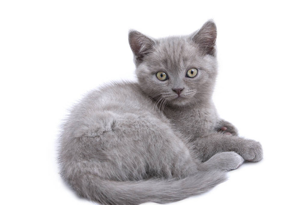 chaton droit écossais de deux mois se trouve isolé sur blanc et regarder la caméra
 - Photo, image
