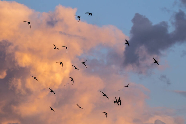 Стая летающих черных стрижек. Common Swift (Apus apus)
). - Фото, изображение