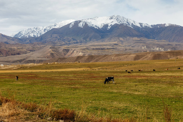 Cows graze in a pasture near the mountains in Kyrgyzstan. - Foto, Bild