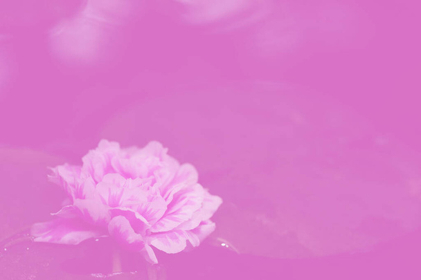 Fleur rose de portulaca grandiflora ou plante de soleil. De nombreux noms communs sont Japanese Rose, Mose Rose et Portulaca Rose. Isolé sur fond rose
. - Photo, image