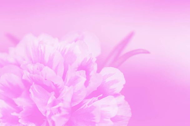 Roze portulaca grandiflora bloem of zonnebloem. Veel gangbare namen zijn Japanese Rose, Mose Rose en Portulaca Rose. Geïsoleerd op roze achtergrond. - Foto, afbeelding