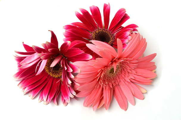 Gerbera flower - Φωτογραφία, εικόνα