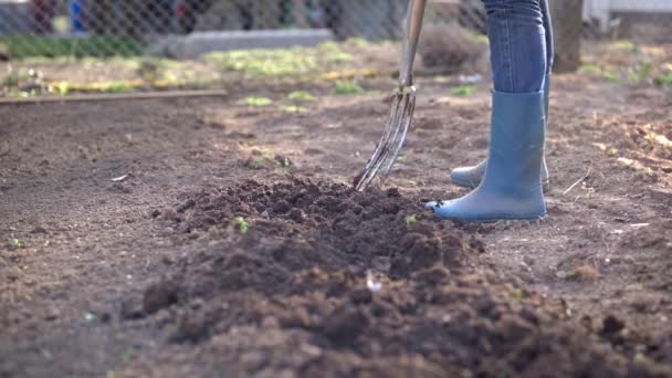 Работы в саду - копание весенней почвы с лопатой fork.Close копания весенней почвы с лопатой подготовки его к новому севу
. - Кадры, видео