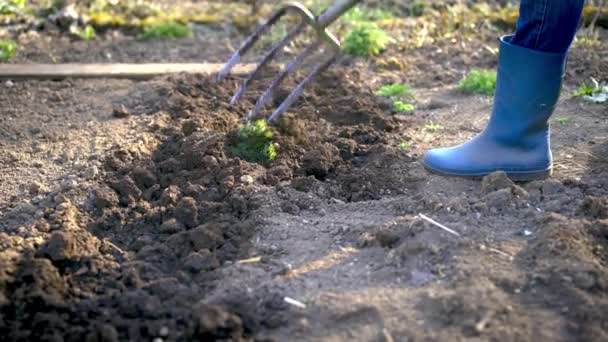 庭での作業-スプレッドフォークで春の土を掘る新しい播種期のためにそれを準備するシャベルで春の土を掘ることの終わり. - 映像、動画