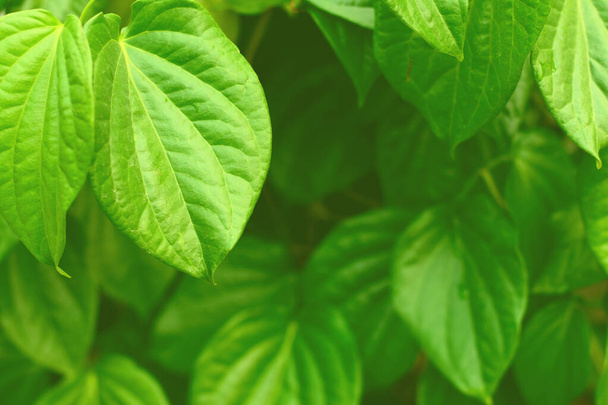 Nature view of tropical green leaf, natural pattern, selective blurred on light green background. - Fotoğraf, Görsel