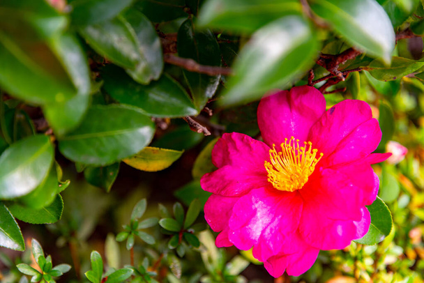 Red Camellia (Camellia Japonica) flower blooming in the garden - Photo, Image