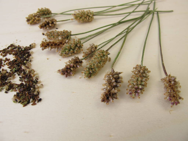 Соцветия подорожника и съедобные семена
 - Фото, изображение