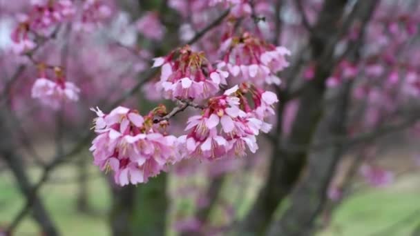 Beginning of spring. Branches of blooming cherry tree with pink flowers swaying in wind - Footage, Video