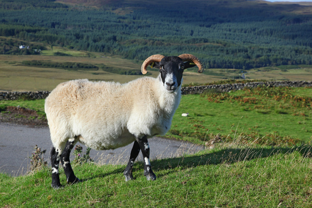 portrét skotský černohubých ovcí, quirain, ostrov skye, s - Fotografie, Obrázek