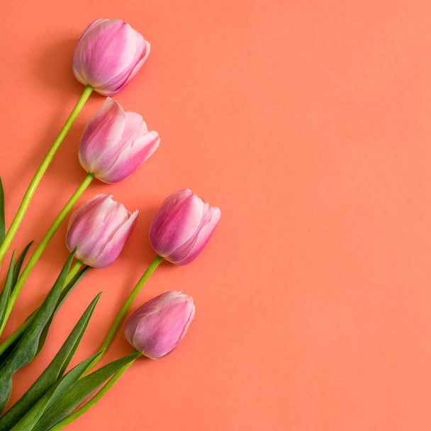 Colorful pink tulips on bright peachy paper background. Beautiful spring floral mock up for greeting card. Flat lay, top view, copy space - Foto, Bild