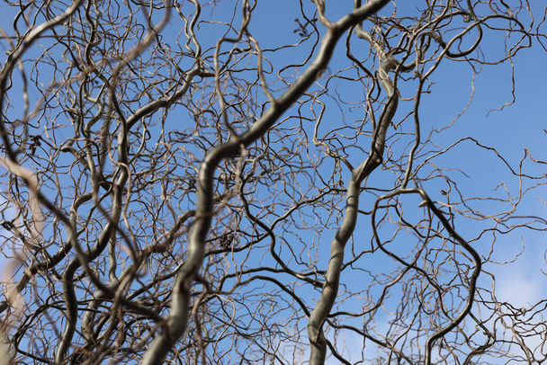 Ramas desnudas de un árbol rizado sobre un fondo de cielo azul con nubes. enfoque selectivo
. - Foto, Imagen