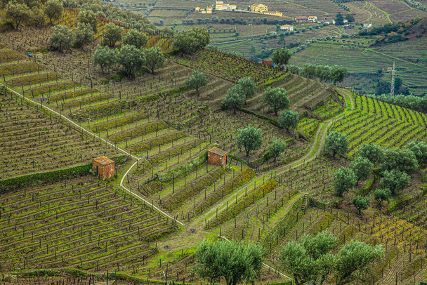 Zielone wzgórza wiejskie w regionie uprawy winorośli Douro w północnej Portugalii - Zdjęcie, obraz
