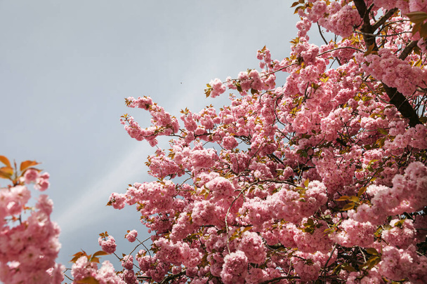 Sakura ağaçları. Bahar kiraz çiçekleri, pembe çiçekler. Baharda çiçeklerle dolu bir arka plan - Fotoğraf, Görsel