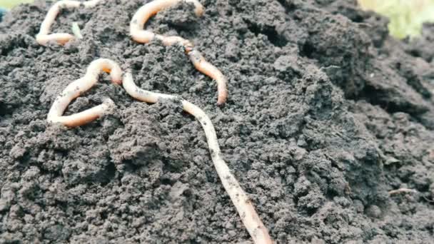 Thick big earthworms crawl in the ground after rain - Footage, Video