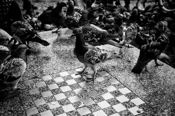 Pigeons dans la rue urbaine, oiseaux libres, animaux, paysage - Photo, image