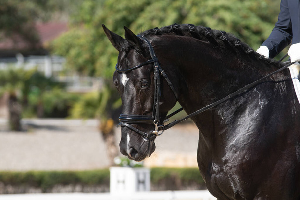 Retrato facial de um cavalo belga preto em uma competição de curativos
 - Foto, Imagem