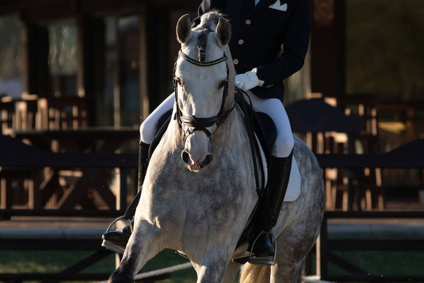 Retrato facial de un joven caballo gris español en un concurso de doma
 - Foto, Imagen